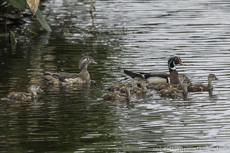 wood ducks